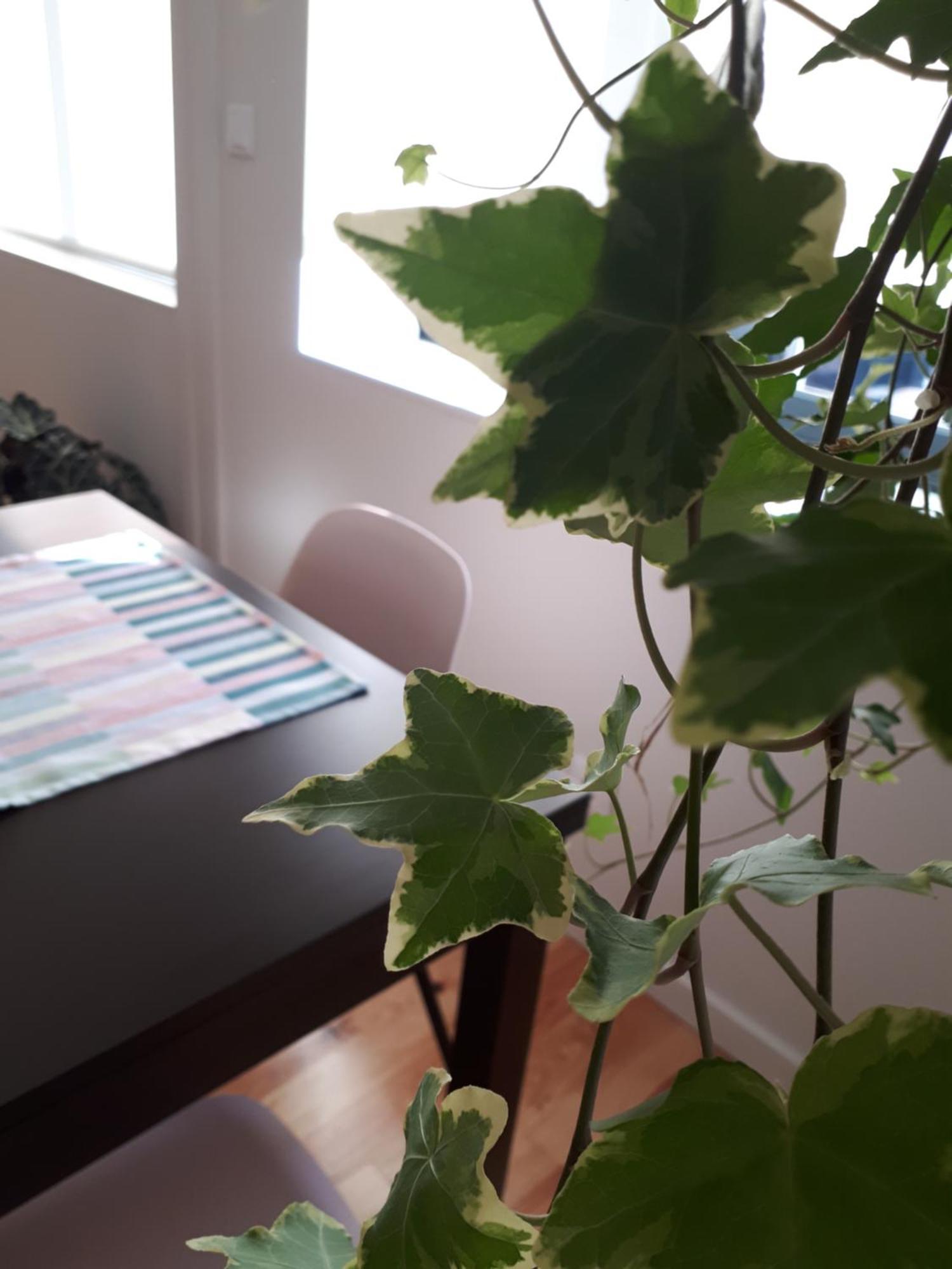 Apartamento Porto Nascente Habitación foto